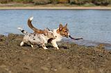 CORGI CARDIGAN 246